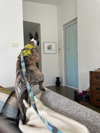 Dog listening to the door