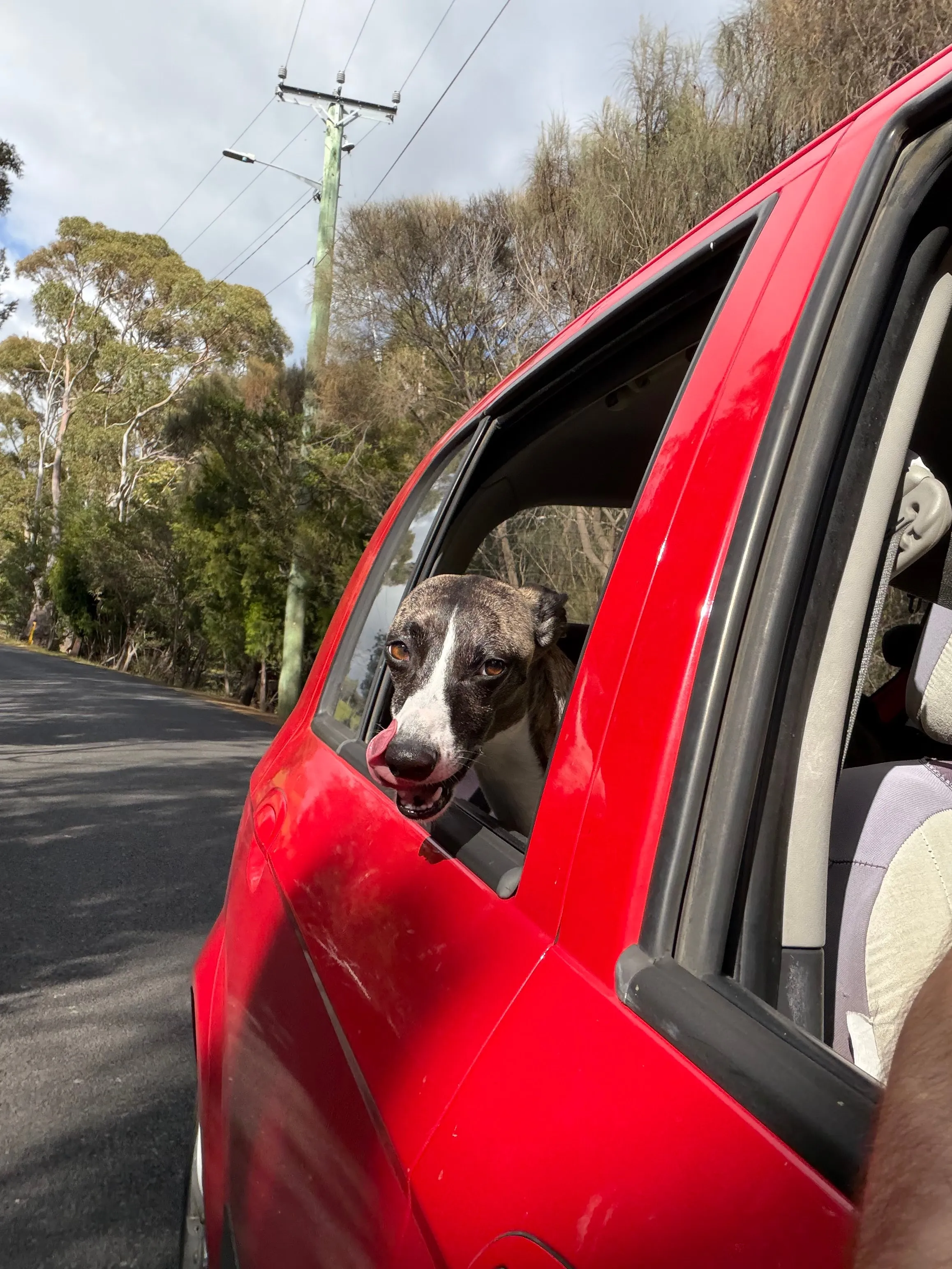 Dog with its head out a car window