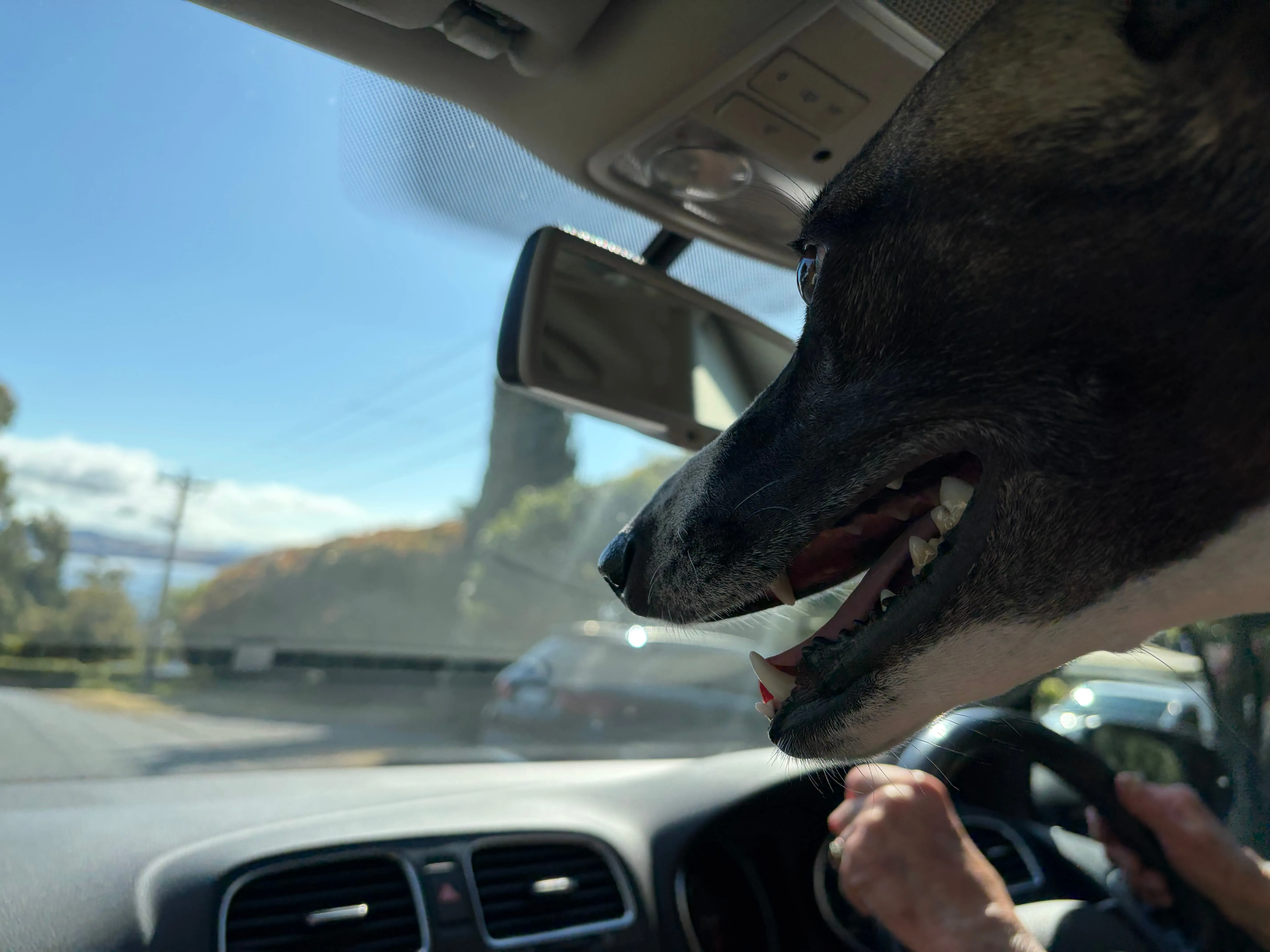 Dog looking out the windscreen of a car