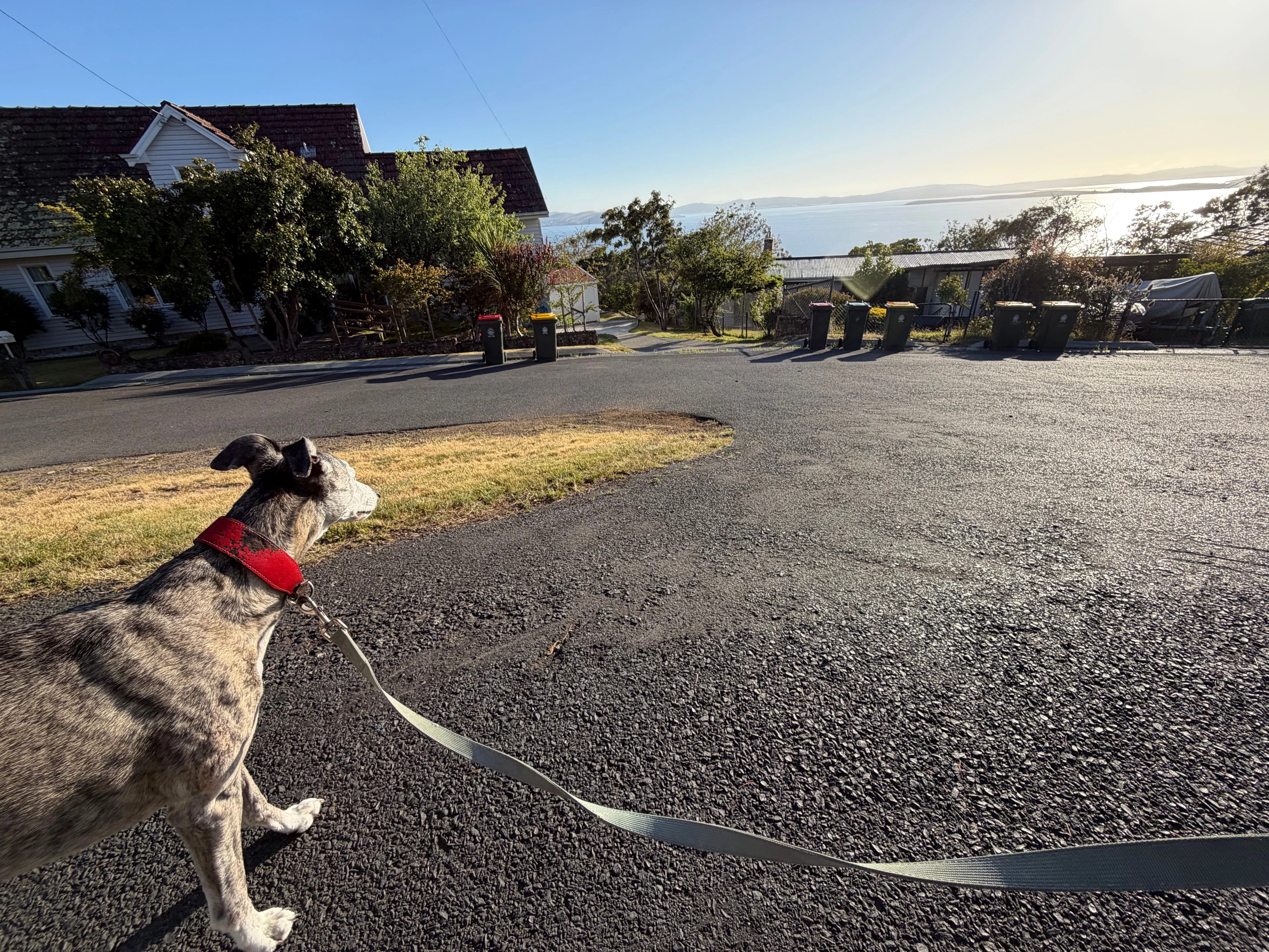 Dog appreciating the morning sun