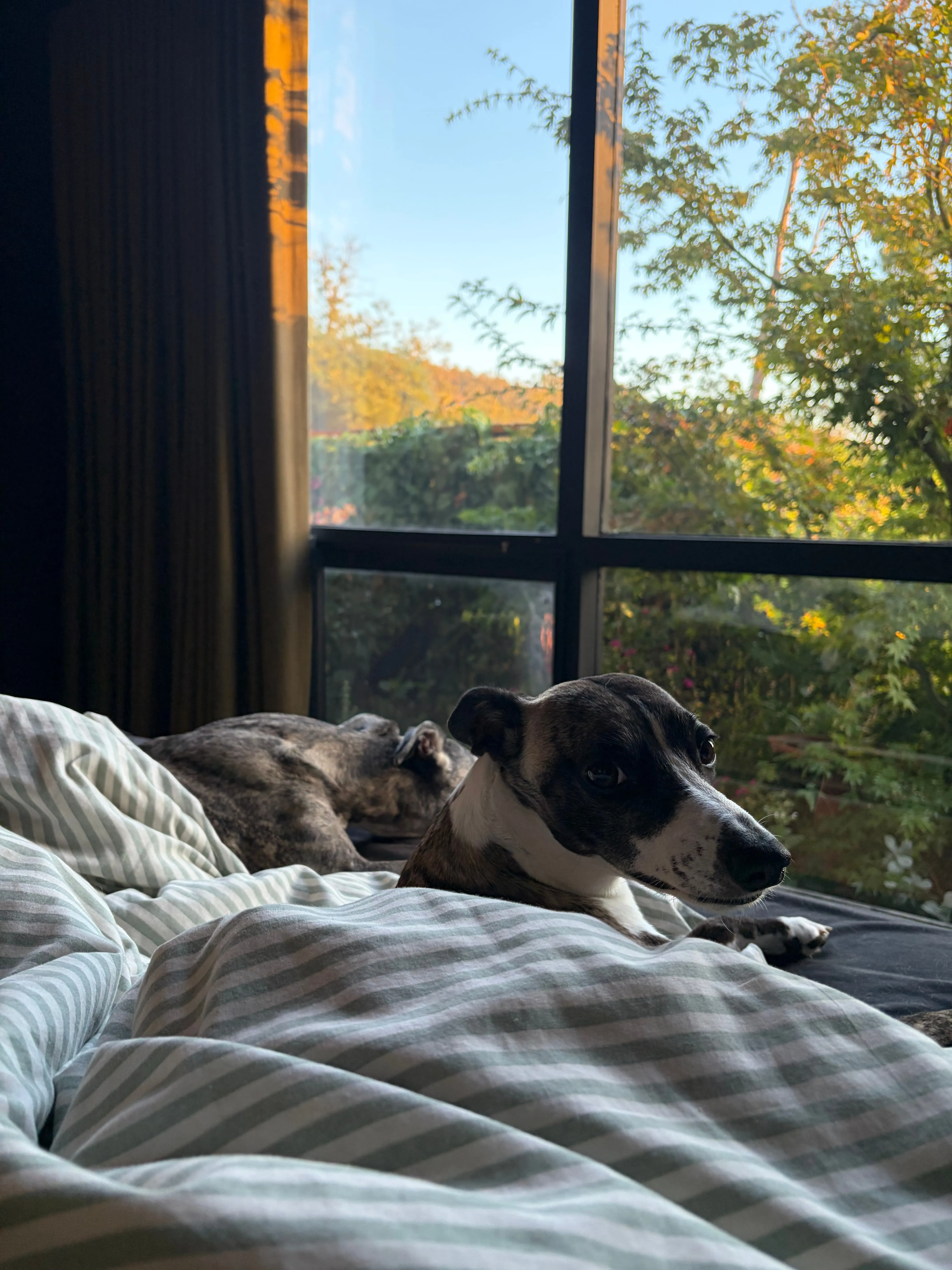 Dogs in the bed