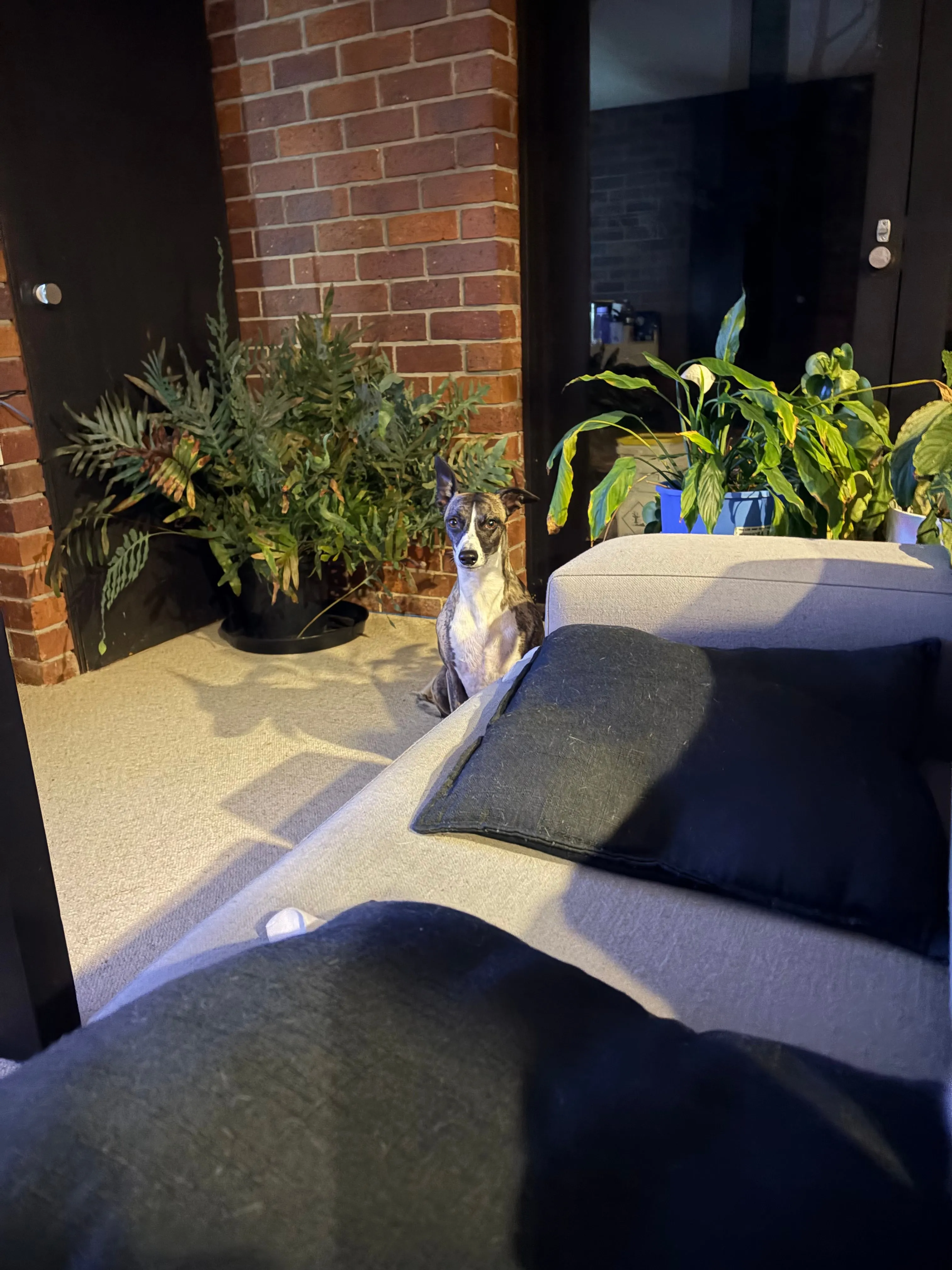 Dog looking sharp