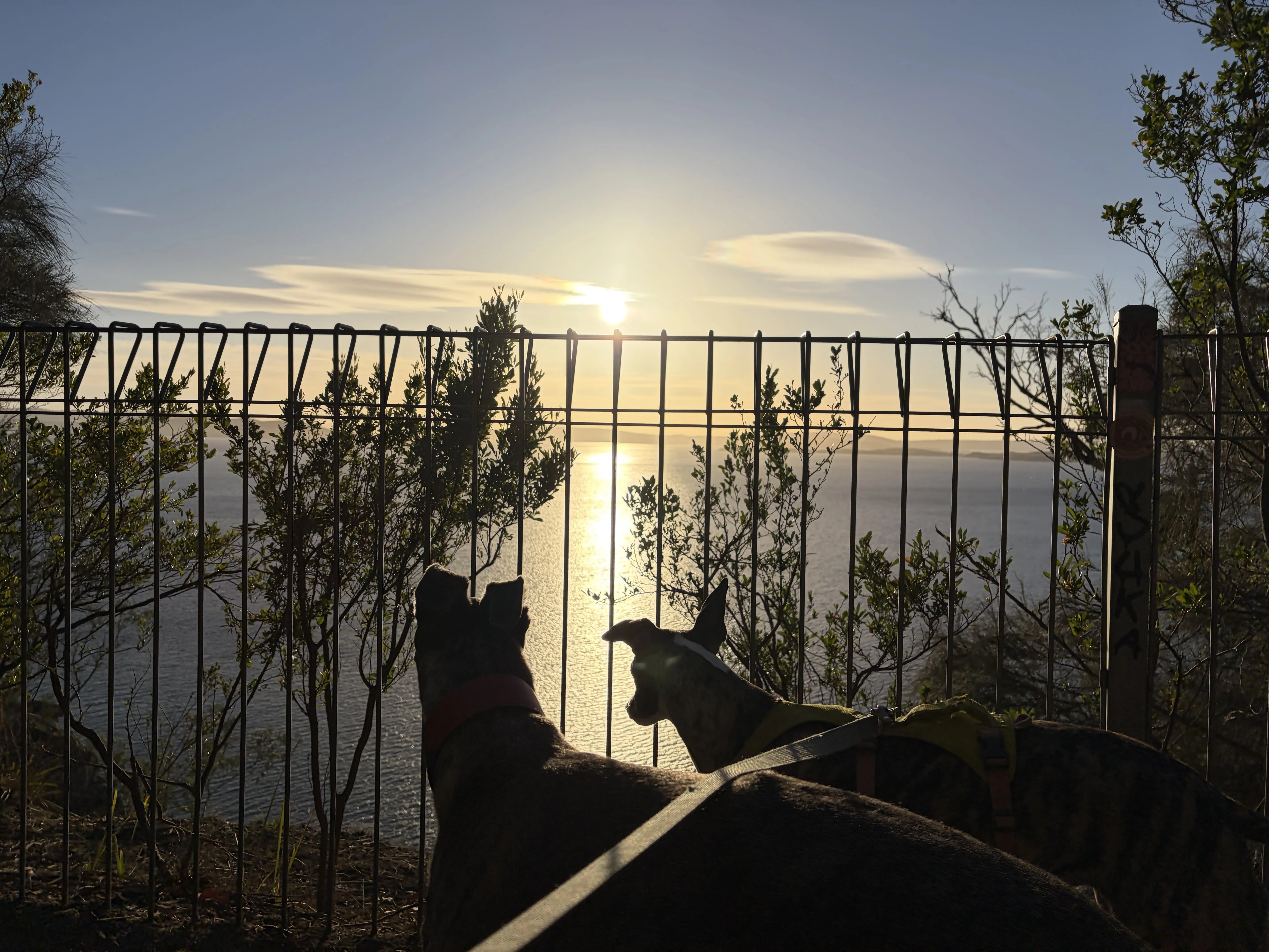 Two dogs looking at a sunset