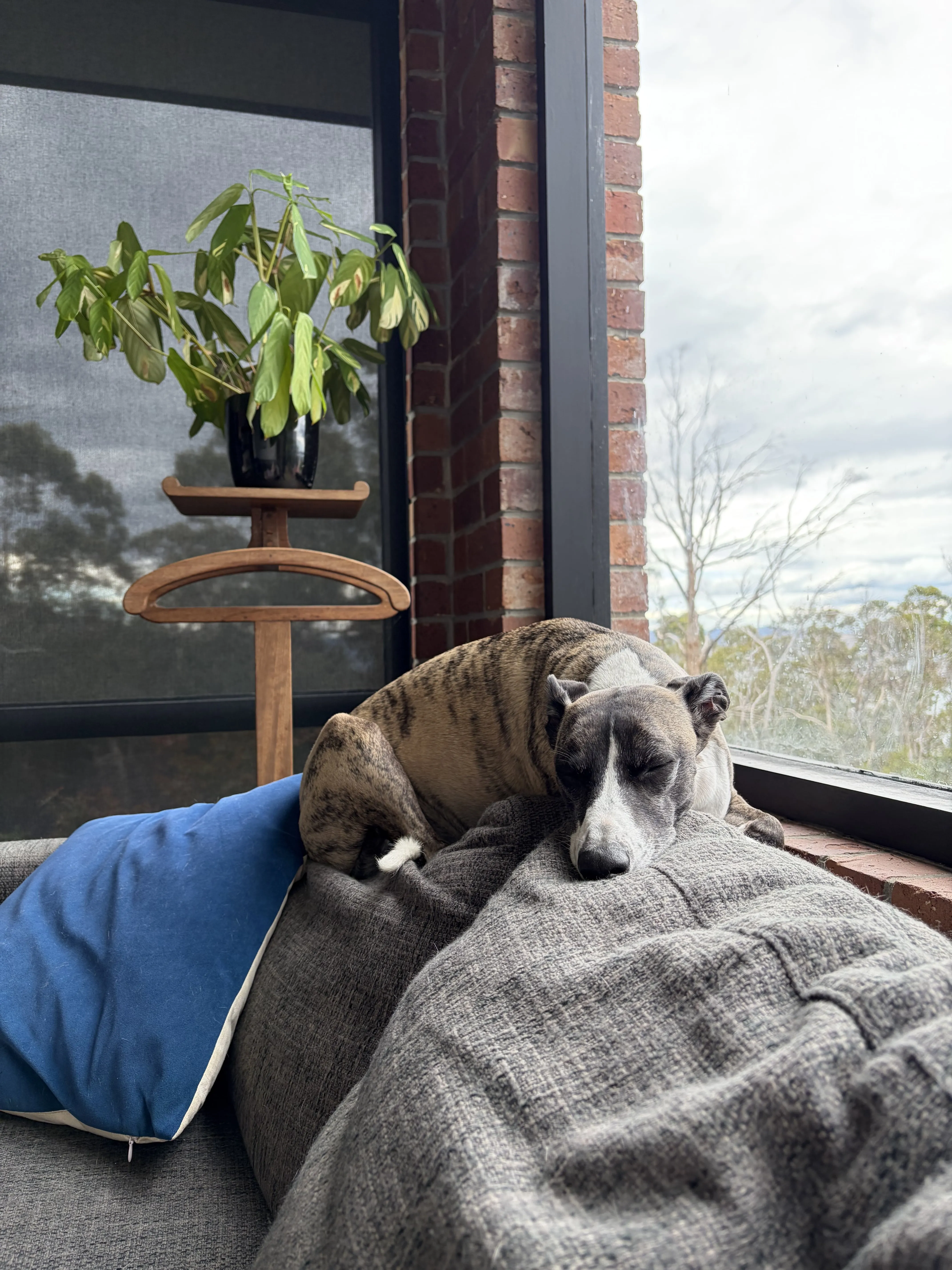Dog be snoozing