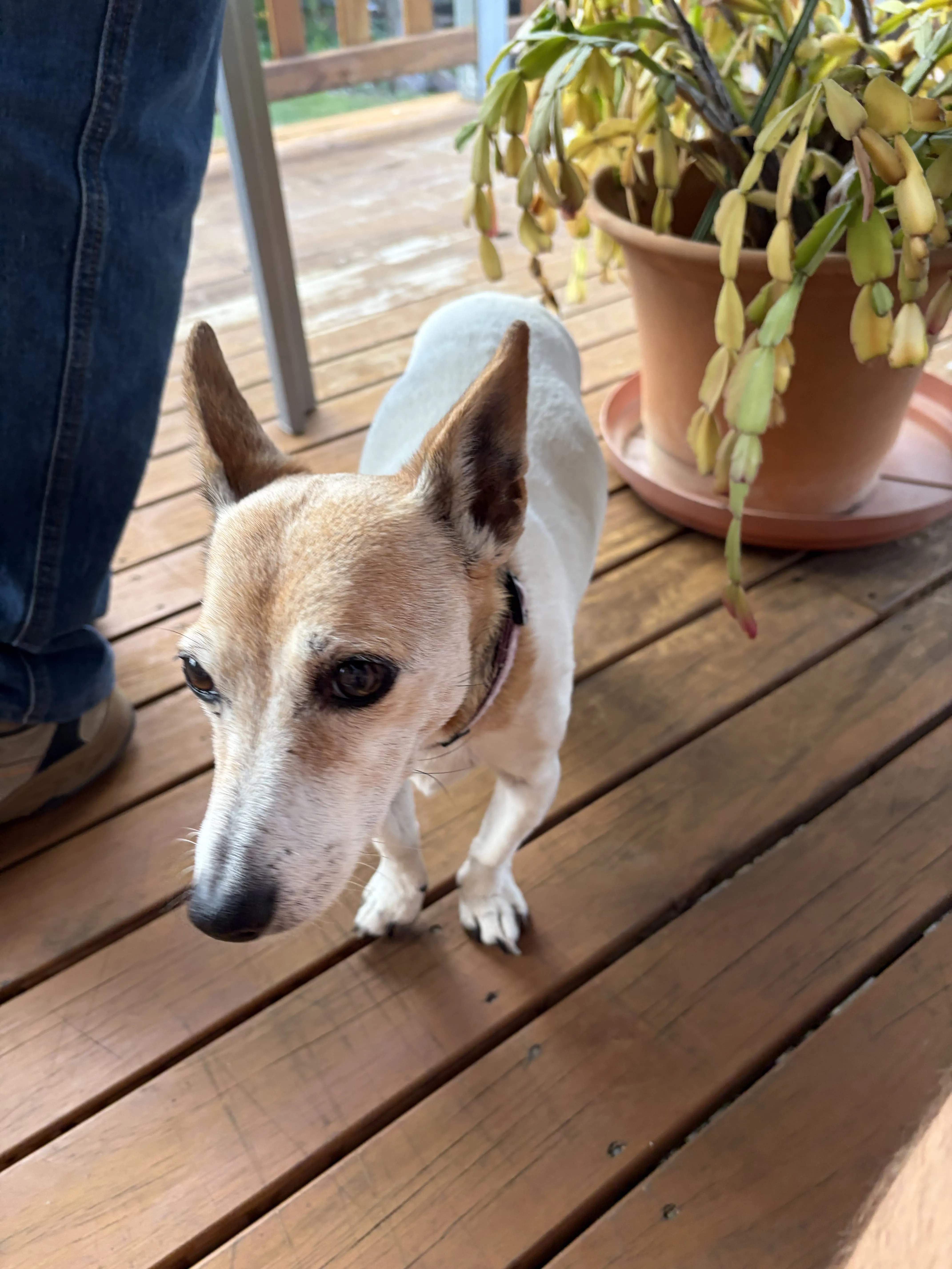 Dog be standing