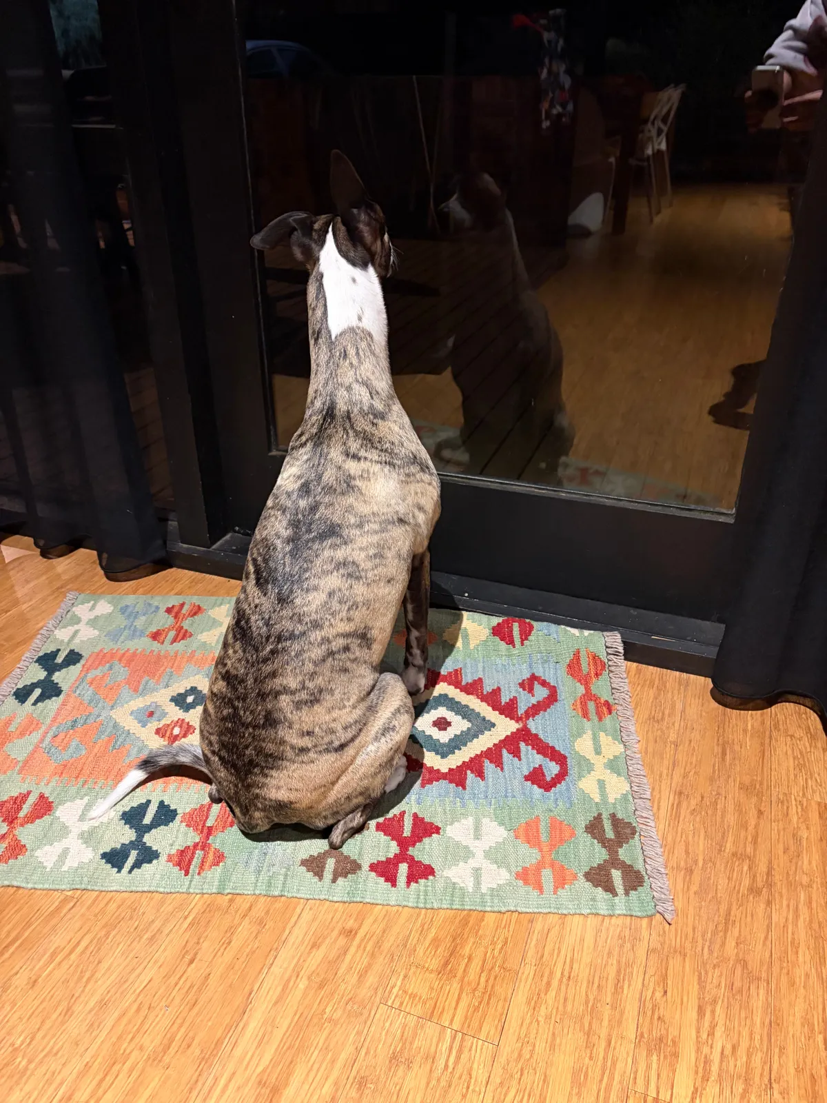 Dog looking out a window